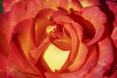 Bir kırmızı gül tomurcuğu parçası. 