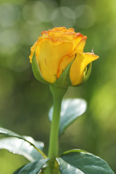 Amarelo rosa flor no jardim. — Fotografia de Stock