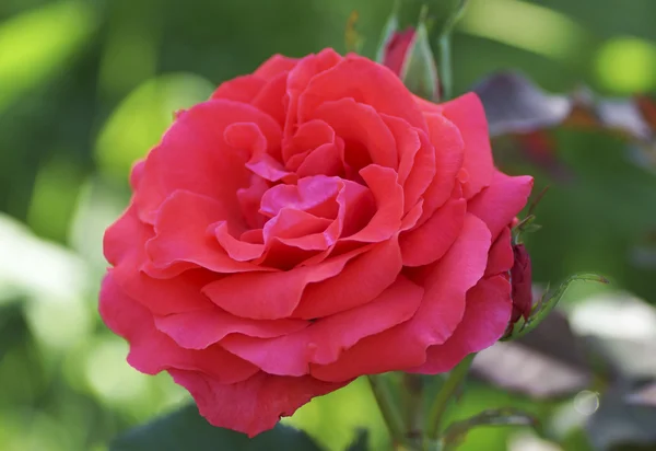 Fleur rose rouge dans le jardin. — Photo