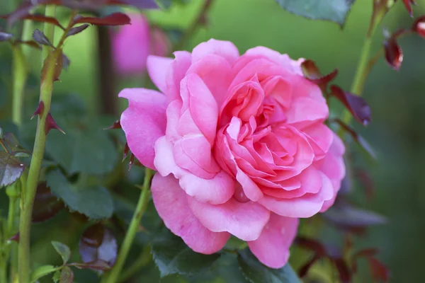 Rosa rosa fiore in giardino. — Foto Stock