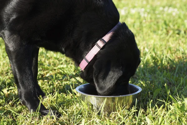 Siyah köpek bir kaseden yiyor. 