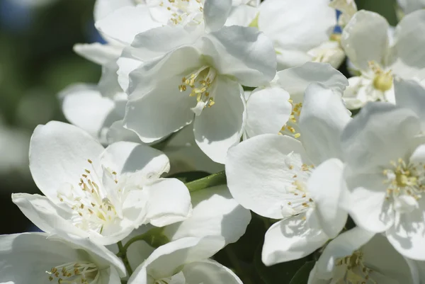 Jasminblüte. Nahaufnahme. — Stockfoto