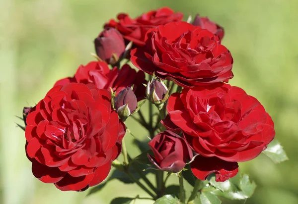 Fiore di rosa rossa in giardino. — Foto Stock