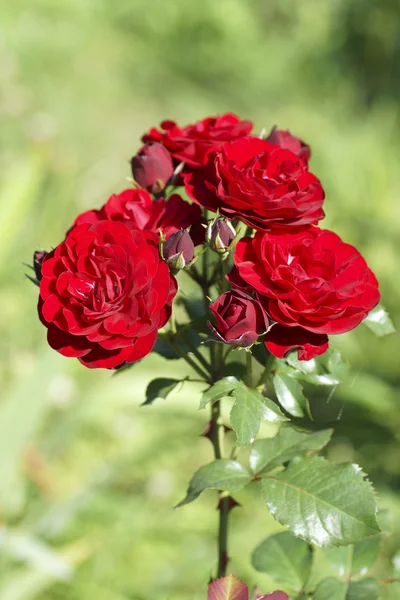 Fiore di rosa rossa in giardino. — Foto Stock