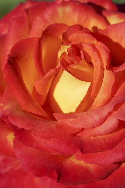 Częścią czerwonej róży pączek. — Zdjęcie stockowe