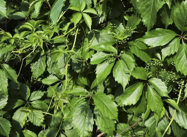 Uvas silvestres. Plantas verdes . —  Fotos de Stock