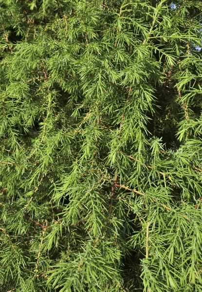 Güneş tarafından aydınlatılmış ardıç dalları.