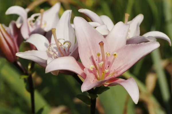 Pink lily flower in the garden. — Stock Photo, Image