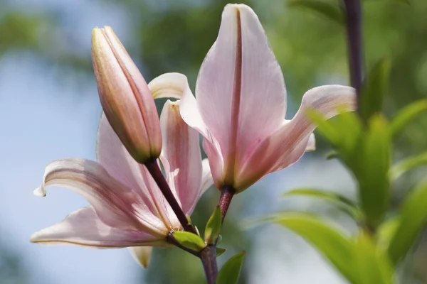 Pink lily flower in the garden. — Stock Photo, Image