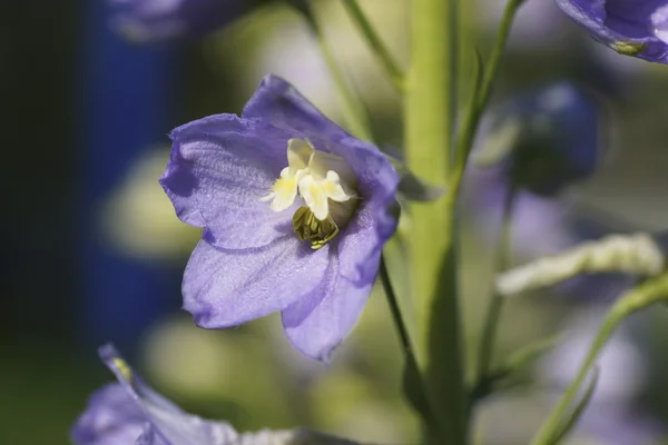 Fiore blu in giardino. — Foto Stock