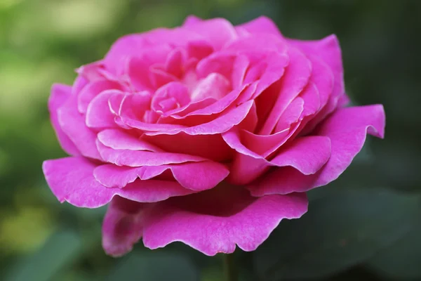 Rosa no jardim. — Fotografia de Stock