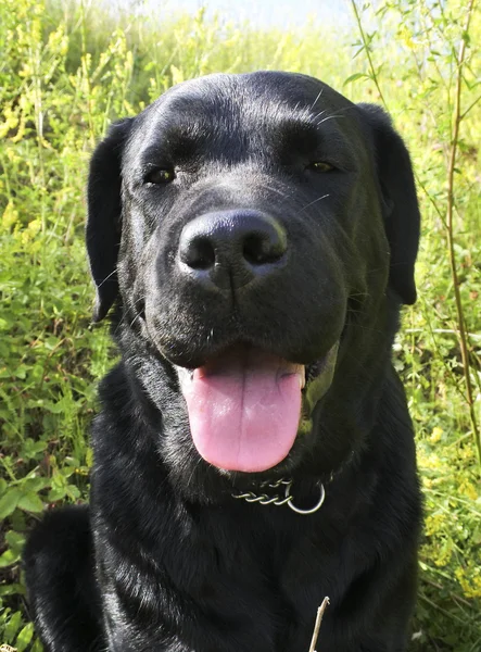 Portrait of a black dog. — Stock Photo, Image