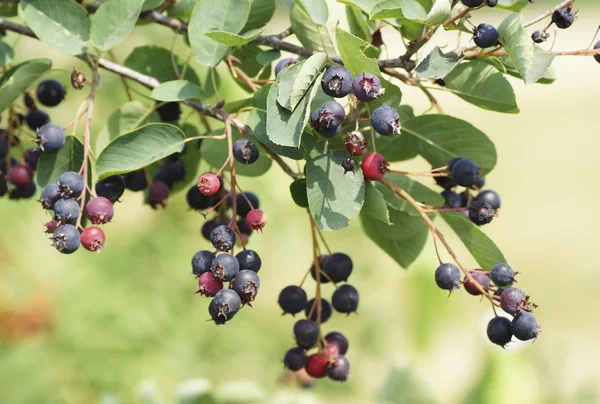 Bahçedeki ağaçtaki meyveler. 