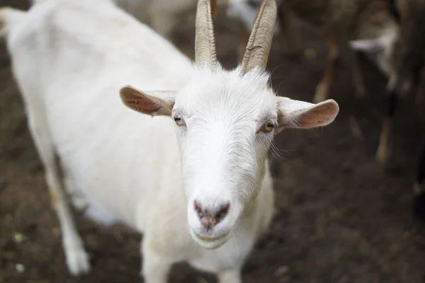 White goat looking at the camera. — Stock Photo, Image