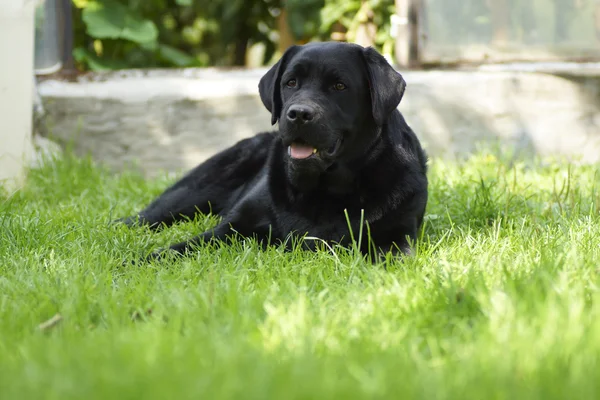 Siyah köpek çim üzerinde yalan.