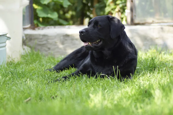 Black dog lying on the grass. — Stock Photo, Image