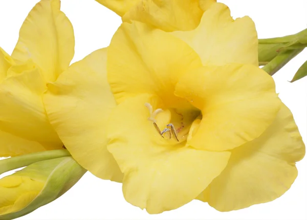 Yellow flower gladiolus. — Stock Photo, Image