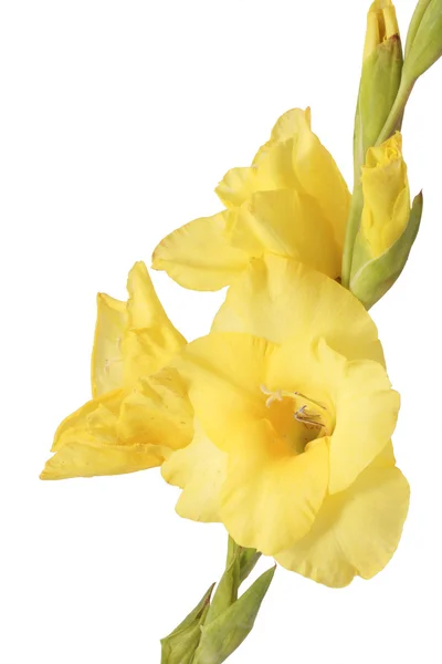 Yellow flower gladiolus. — Stock Photo, Image