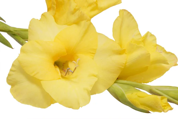 노란 꽃 디올. — 스톡 사진