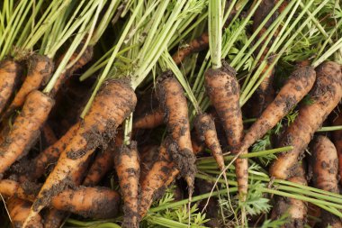 Zemin havuç kazıp. 