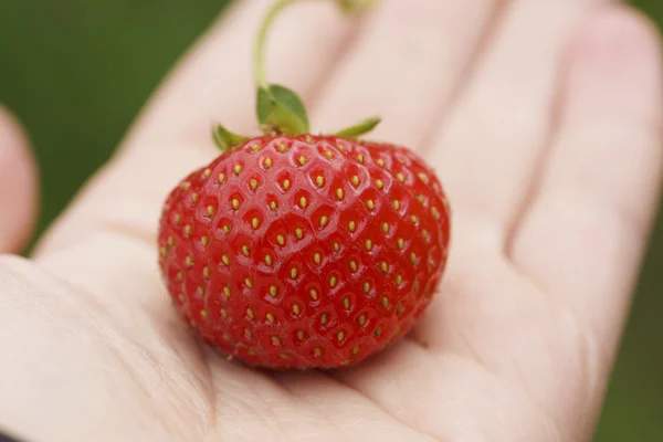 Strawberry on the palm. — Stock Photo, Image