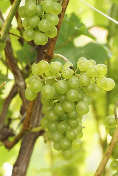 La rama de uvas que crece en el jardín . —  Fotos de Stock