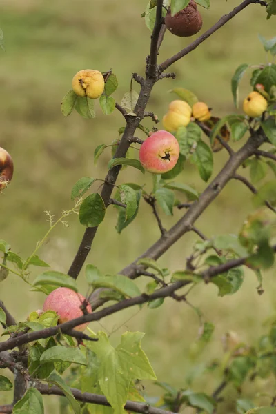 Apples on a tree. — Stock Photo, Image