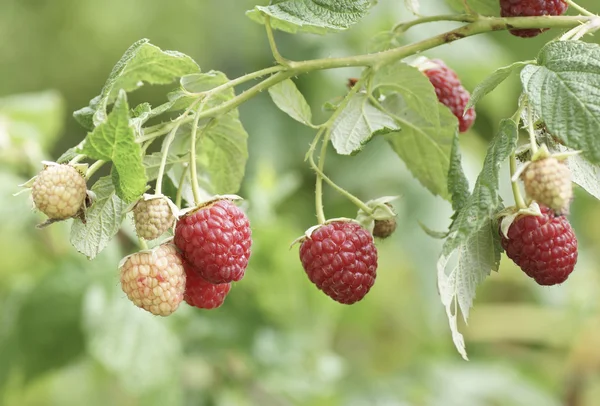 Lampone su un cespuglio nel giardino . — Foto Stock