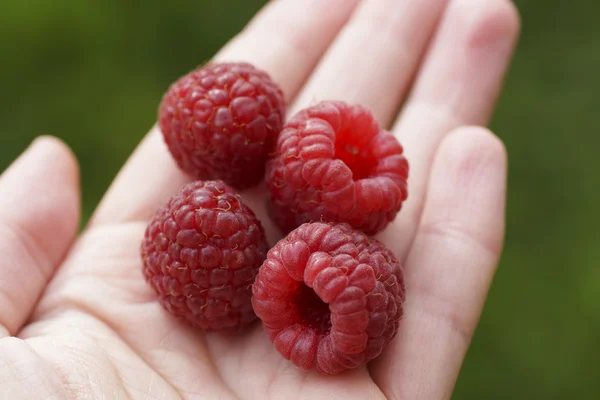 Berries raspberries on hand. — Stock Photo, Image