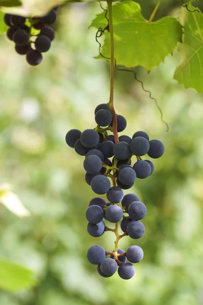 Bahçede büyüyen üzüm Şubesi. 