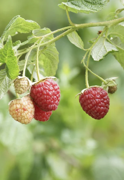 Raspberry on a bush in the garden. — Stock Photo, Image