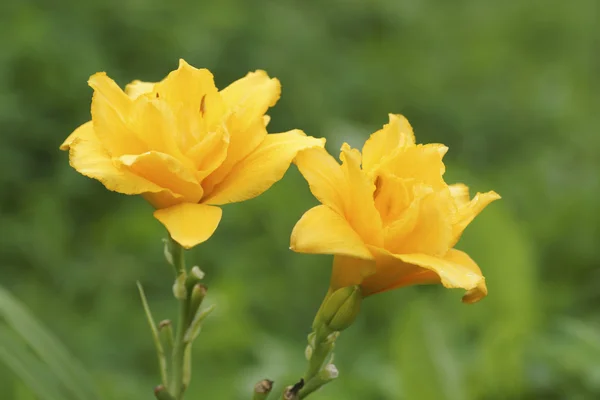 Nénuphar jaune. Gros plan . — Photo