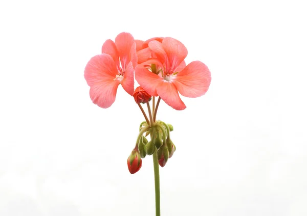 Pink geranium flower. — Stock Photo, Image