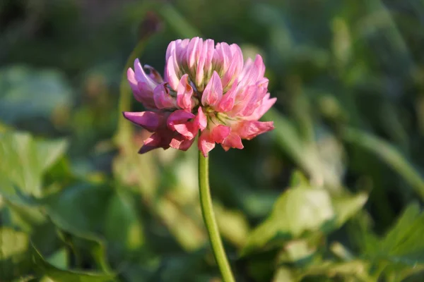 Flor Trébol Rosa Primer Plano —  Fotos de Stock