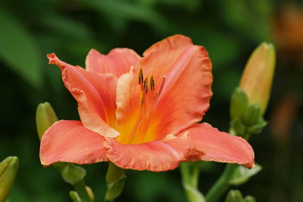 Orange Daylily Garden Close — Stock Photo, Image