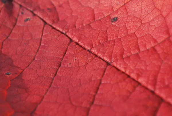 Rotes Blatt Von Einem Baum Herbst Textur Makro — Stockfoto