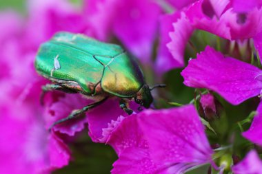 Pembe çiçek üzerinde yeşil böcek. 