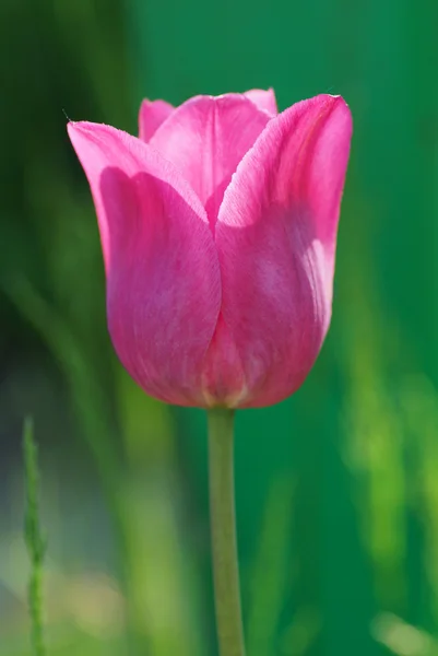 Розовый тюльпан на зеленом фоне. — стоковое фото