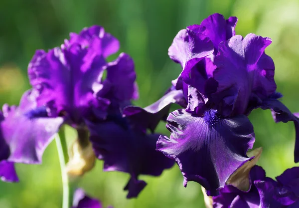 花园里的紫色虹膜花. — 图库照片