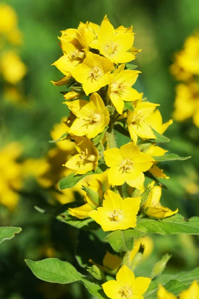 Желтый цветок на зеленом фоне. — стоковое фото