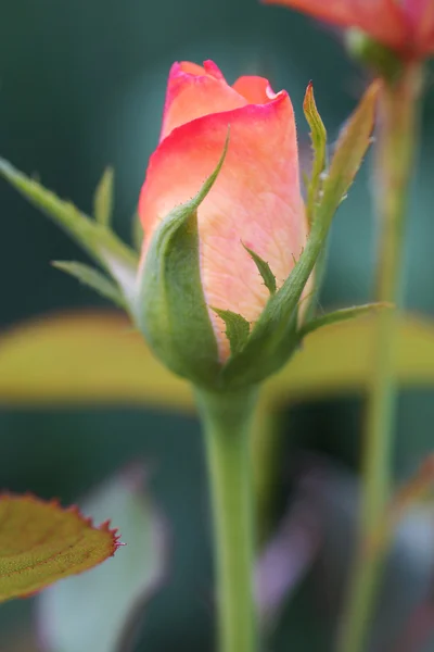 Pomarańczowy kwiat róży. — Zdjęcie stockowe