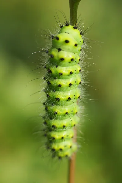 Oruga verde en una planta de rama . — Foto de Stock