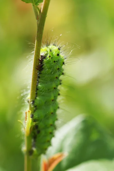 Caterpillar on a branch plant. — Stock Photo, Image