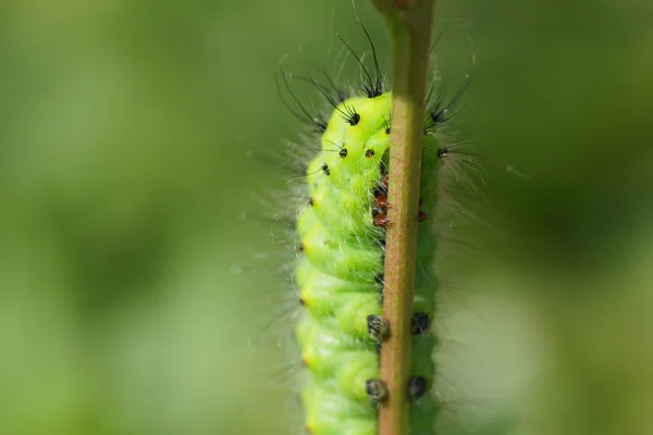 Oruga verde en una planta de rama . — Foto de Stock