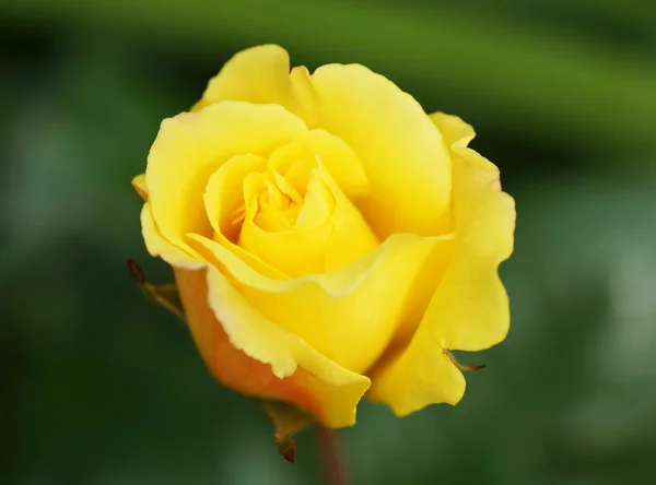 Bud of yellow roses — Stock Photo, Image