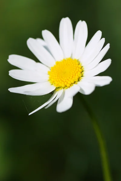 White daisy on a green background. — Stock Photo, Image