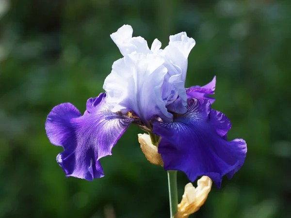 Purple iris flower in the garden. — Stock Photo, Image