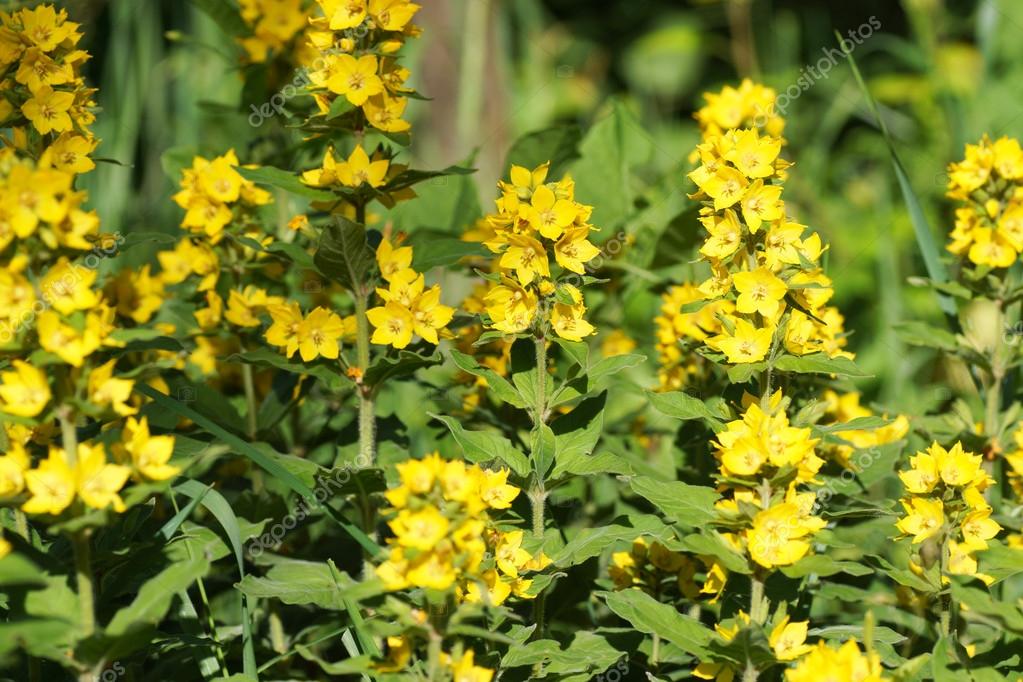 Busch mit gelben Blüten — Stockfoto © Spasta 52664463