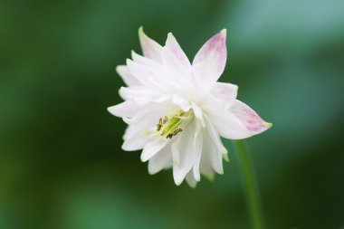 Turuncu çiçek gül.