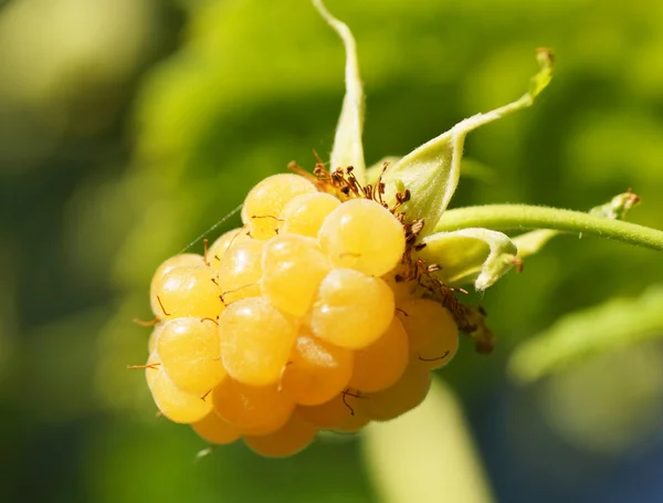 Yellow raspberry on a bush in the garden — Stock Photo, Image